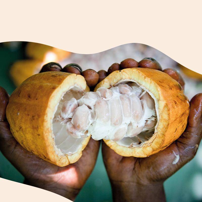 Unique-Cocoa-Blends