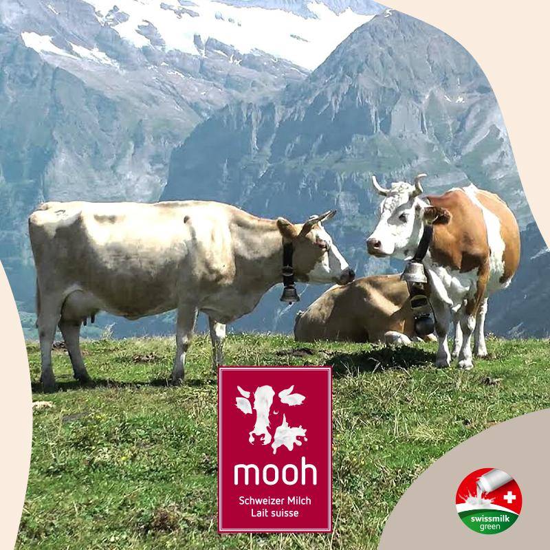 Carma Delicious Schweizer Schokolade